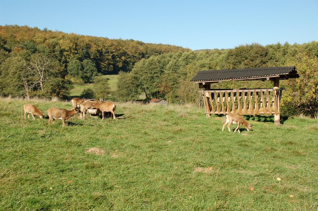Wohlfuehlhotel Der Jaegerhof Willebadessen Eksteriør bilde